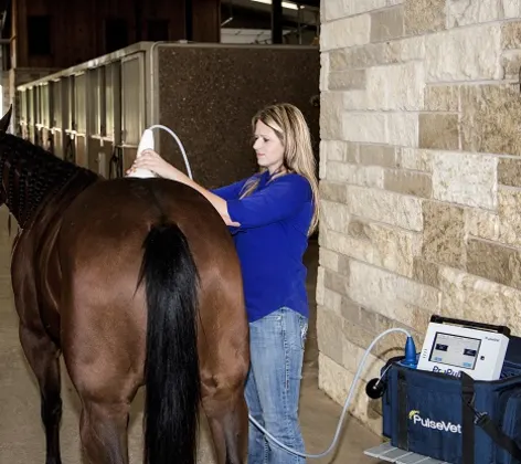Staff performing shock wave therapy on a horse.